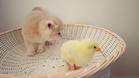 Cute kitten playing with chiken