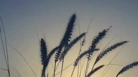 Relaxing music