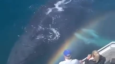 Whale blows Rainbow