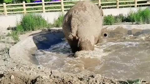 elephants