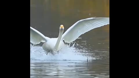 Maailman kaunein laskeutuminen.. Merkitse se hyvin