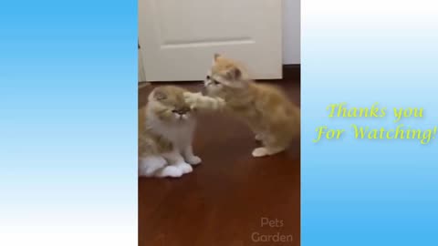 Fighting Cats