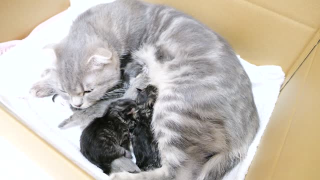 Kittens two hours after birth scramble for milk