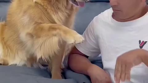This dog is angry at the owner because he feels he is being played