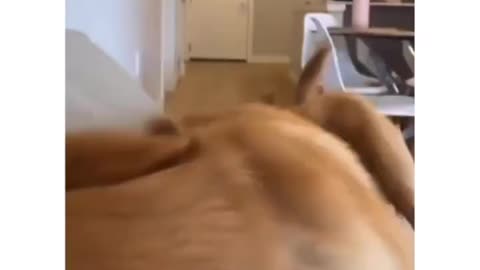Funnyanimal#dog#puppy#petanimals#animals