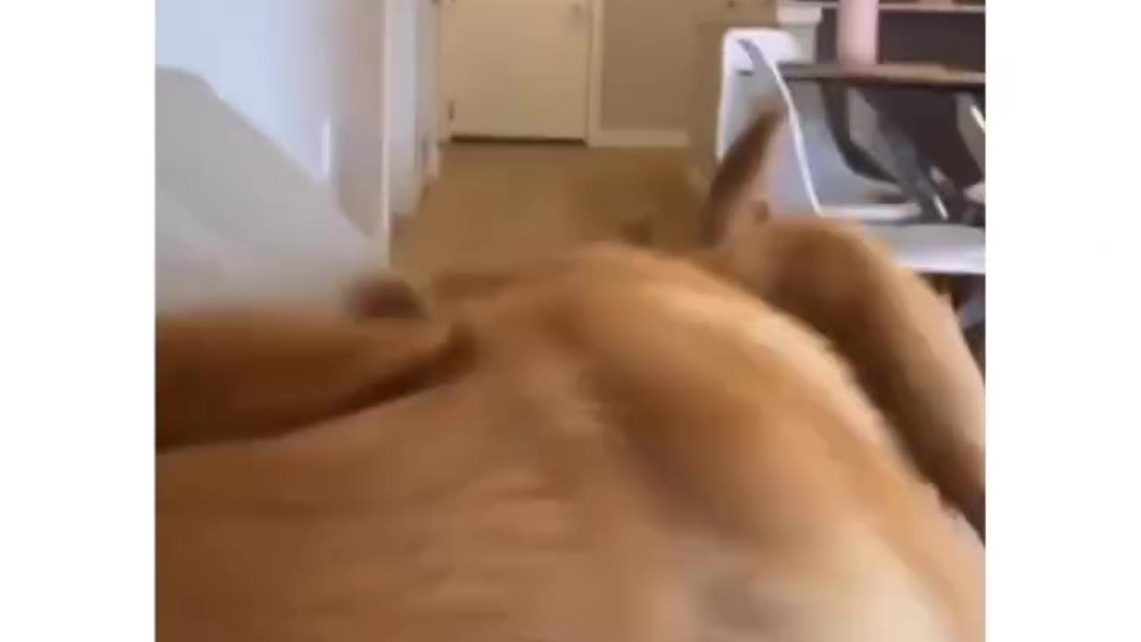 Funnyanimal#dog#puppy#petanimals#animals
