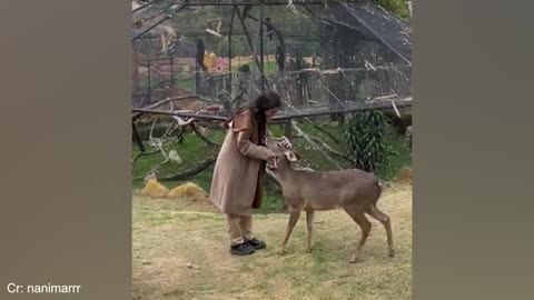 Adorable and Hilarious Animals: A Must-Watch Compilation of Cute Funny Animal Moments