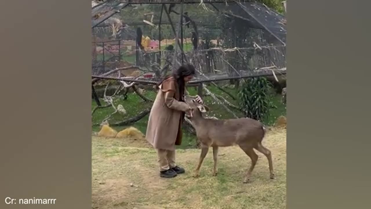 Adorable and Hilarious Animals: A Must-Watch Compilation of Cute Funny Animal Moments