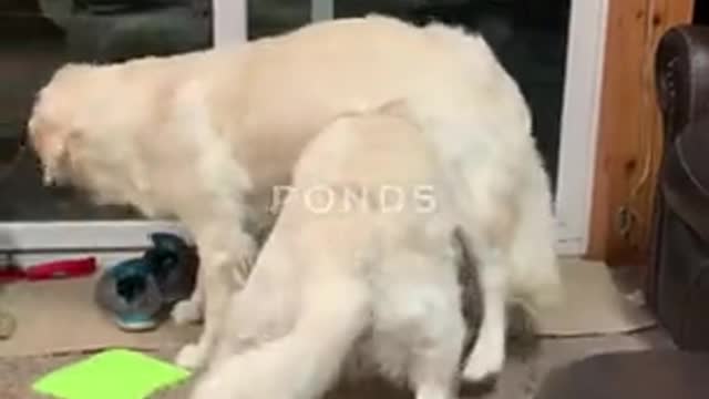 Cat Unamused By Dog Sisters' Playtime,