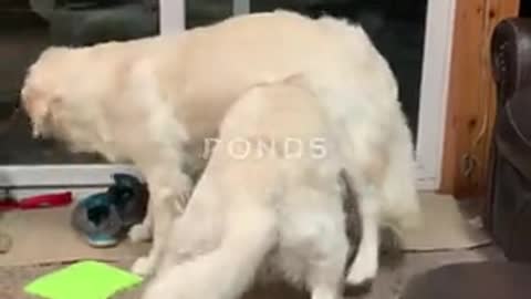 Cat Unamused By Dog Sisters' Playtime,