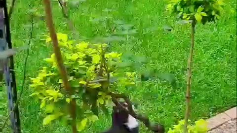 I'm Spunky, the almighty tree bender