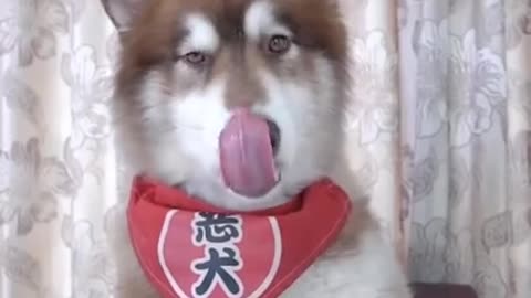 Very Smart and Cute Dog 🐶🐶🐶