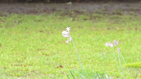 Relaxing Music | Sleeping, Meditation, Stress Relief | [1498] ⭐️