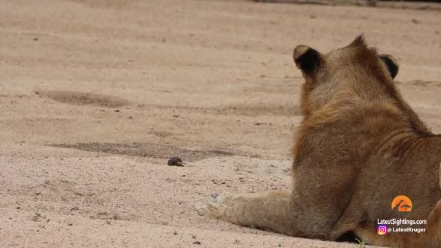 1 Crab Takes on Pride of Lions_Cut