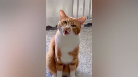 Best Funny Animal Videos Of The 2023 🤣 - Funniest Cats And Dogs Videos 😺😍 (30)