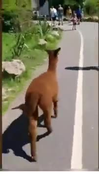 Funny Animals Videos