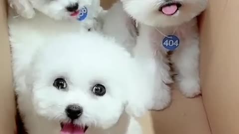 Tik Tok Chó Phốc Sóc Mini 😍 Funny and Cute Pomeranian559