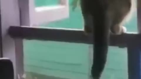 Cute Cats funny moments
