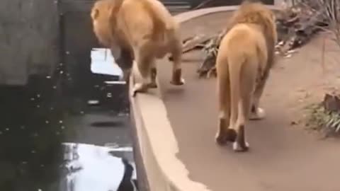 Ha ha, so cute