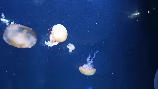 Jellyfish Swimming Underwater