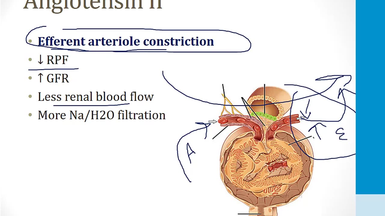 Renal - 1. Embryology, Anatomy and Physiology - 6.Renal Endocrinology