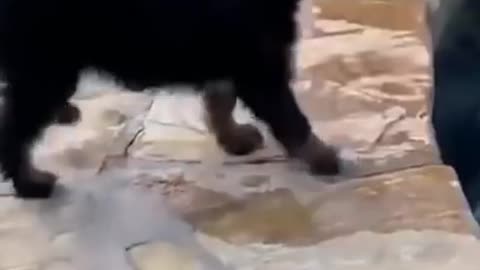 Lonely and Cute animals