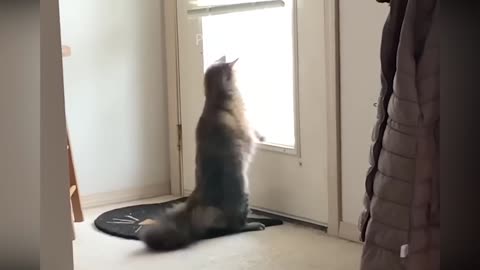 1 Hour of Funniest Animals 2023 😍 New Funny Cats and Dogs Videos 😹🐶 Part 10