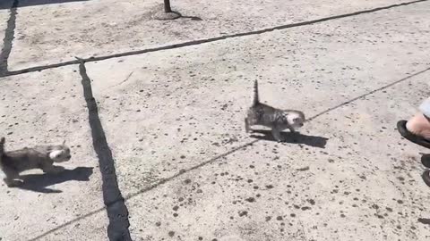 What does a cat do every day?