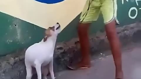 Все мои волки делают...