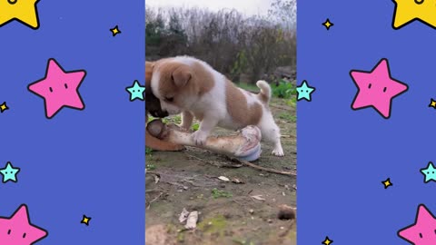 The Dog Fetches Bones.