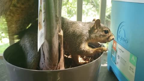 The squirrel hath returned )