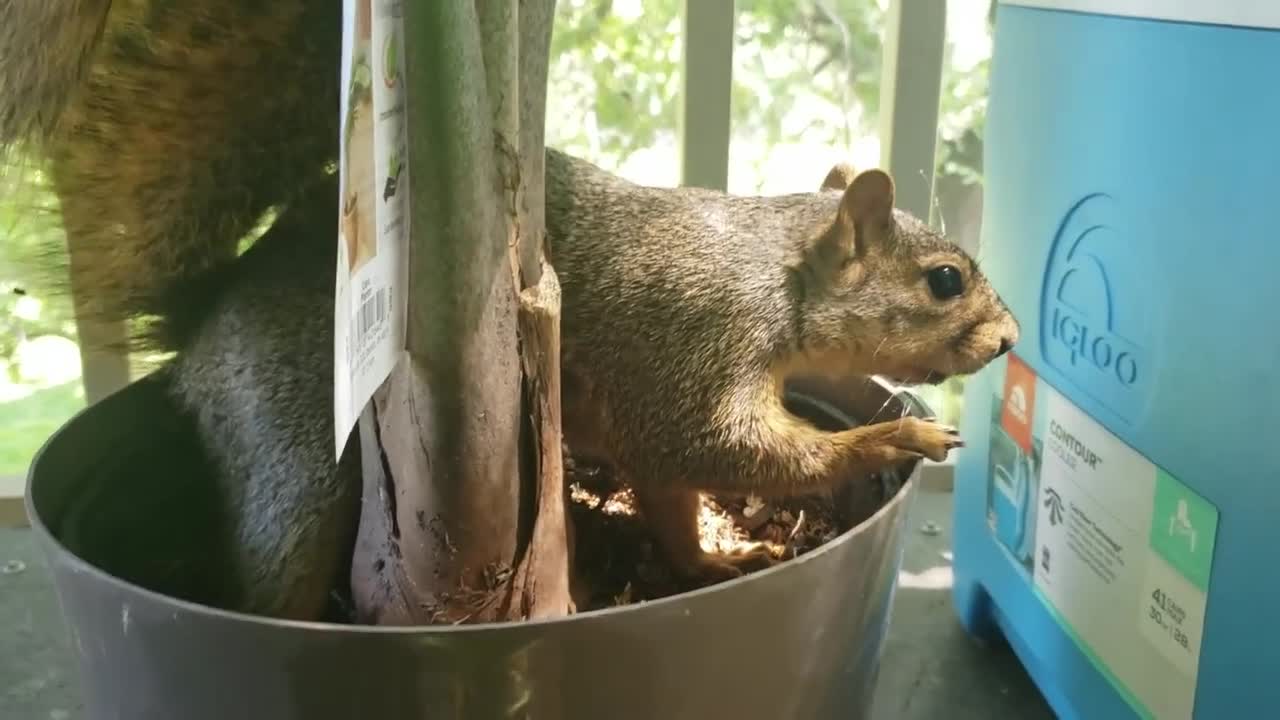 The squirrel hath returned )