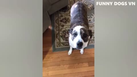 Funniest animals video -funny dogs and cats - try not to laugh animals 2022
