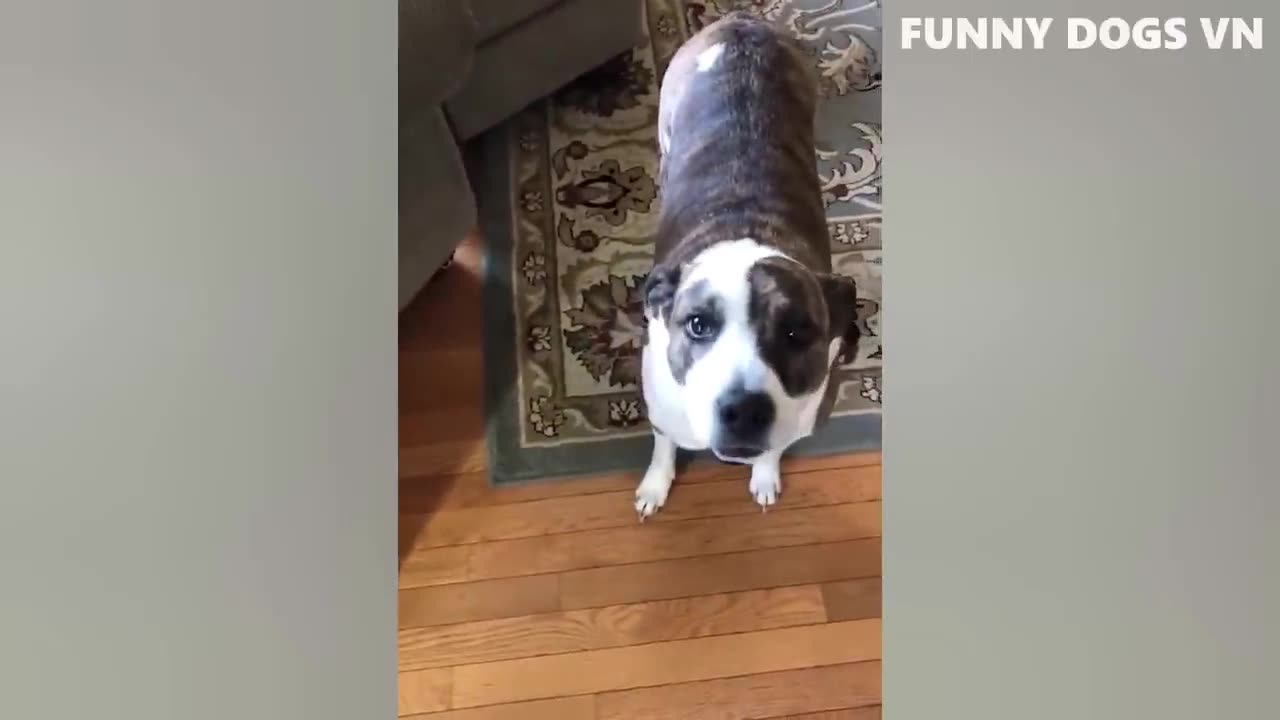 Funniest animals video -funny dogs and cats - try not to laugh animals 2022