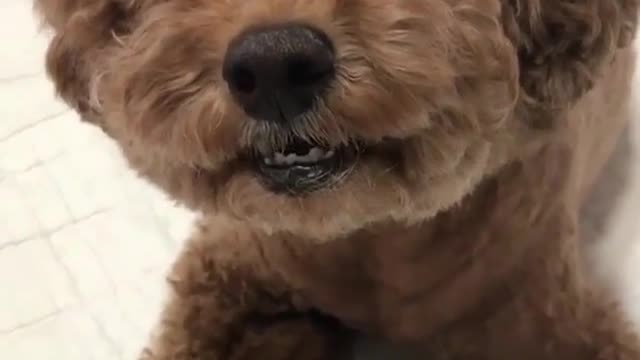 Strange and funny behavior of animals 26