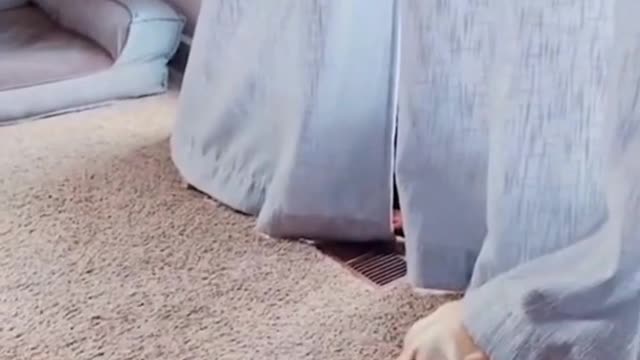 TOP 3 Funniest DOG Videos in 1 MINUTE!