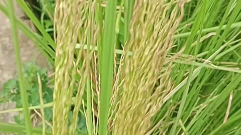 Natural Beauty in Village