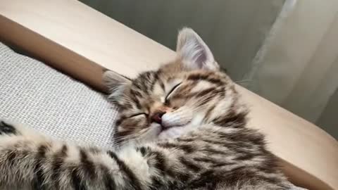 cat
