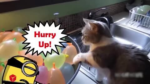 Best Funny Dogs And Cats Videos - Funniest Animals Videos 2023 Alphabet Lore in Real Life