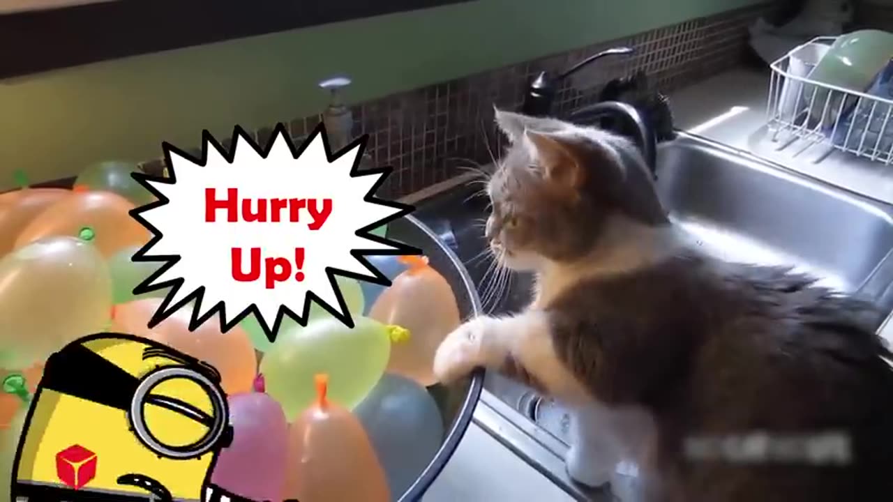 Best Funny Dogs And Cats Videos - Funniest Animals Videos 2023 Alphabet Lore in Real Life
