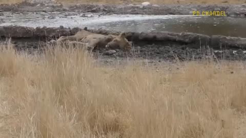 Clash of Titans: The Harrowing Battles Between Lions and Africa's Apex Predators