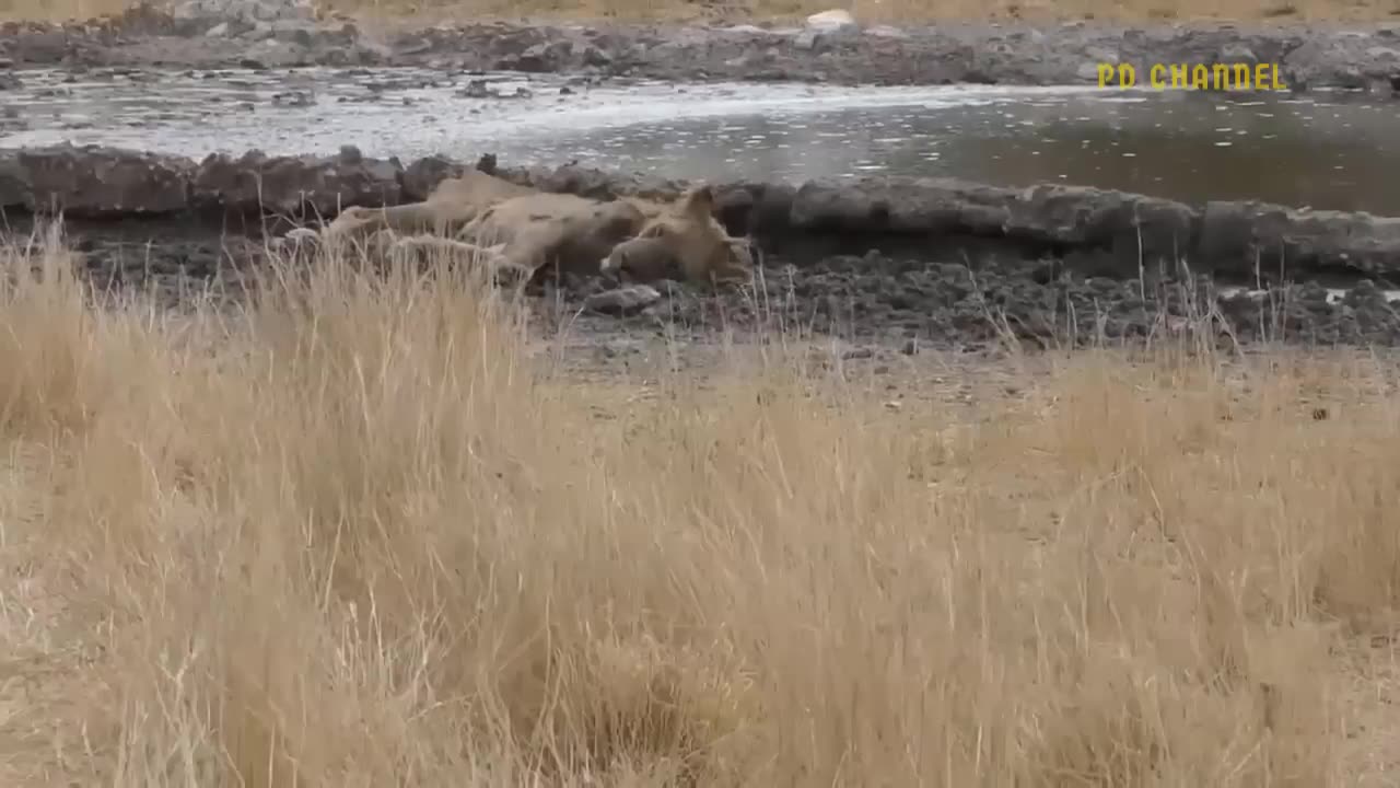 Clash of Titans: The Harrowing Battles Between Lions and Africa's Apex Predators