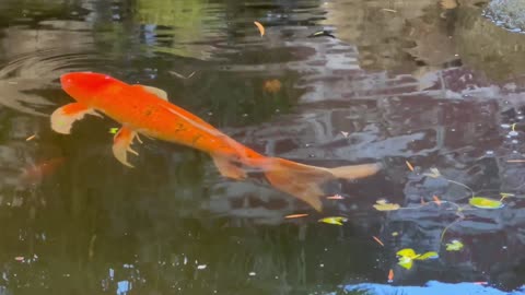 Our Koi Pond