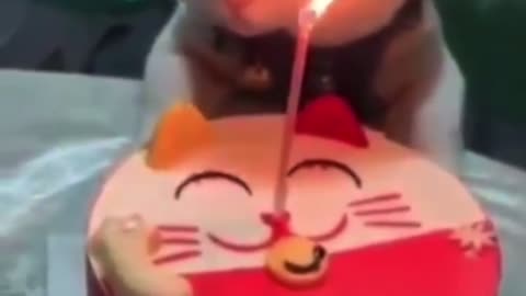 Happy birthday cat