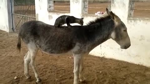 Natural Animals Friendship