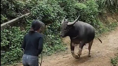 Highland girl #91 _ One day buffalo herding _ Touching clip