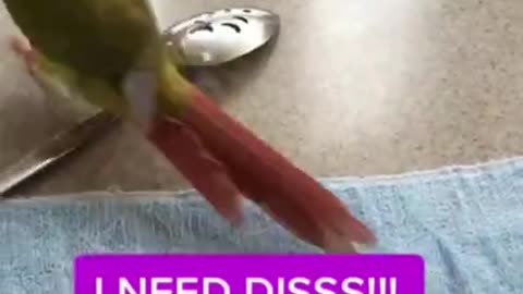 Funny Parrots Compilation