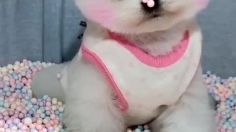 Cute puppy 🐕🐕🐕
