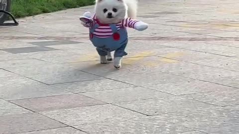 Beautiful puppy 😍🥰