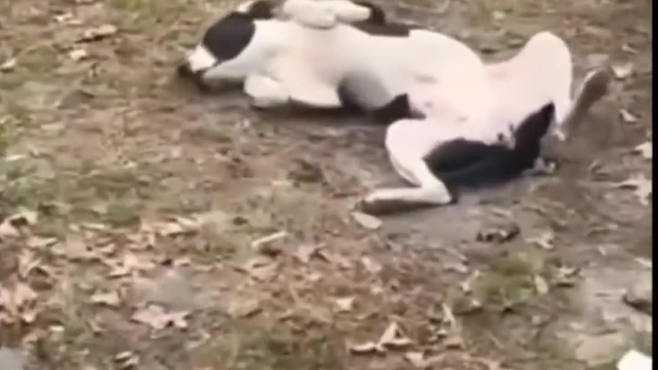 Funniest dogs activity